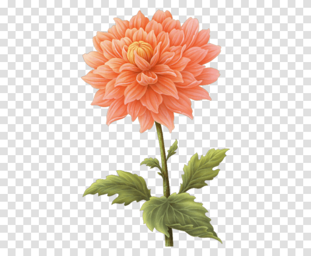 Free Dahlia Images Dahlia Flower Background, Plant, Blossom, Daisy, Daisies Transparent Png