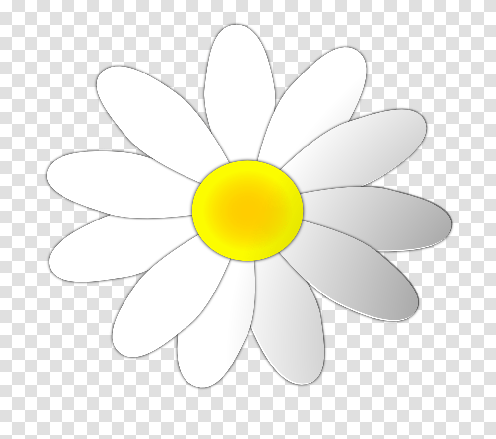 Free Daisy Clipart, Plant, Flower, Daisies, Blossom Transparent Png