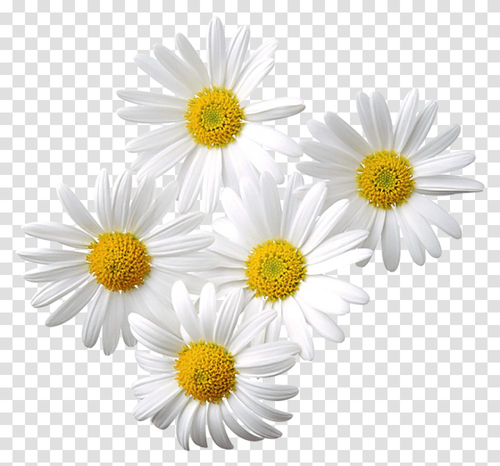 Free Daisy Cliparts Daisy Flower In Assamese, Plant, Daisies, Blossom Transparent Png