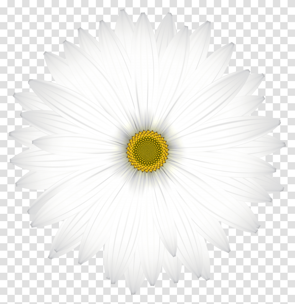 Free Daisy Cliparts Oxeye Daisy Transparent Png