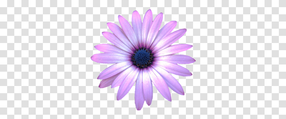 Free Daisy Cliparts Realistic Flower Clip Art, Plant, Daisies, Blossom, Pollen Transparent Png