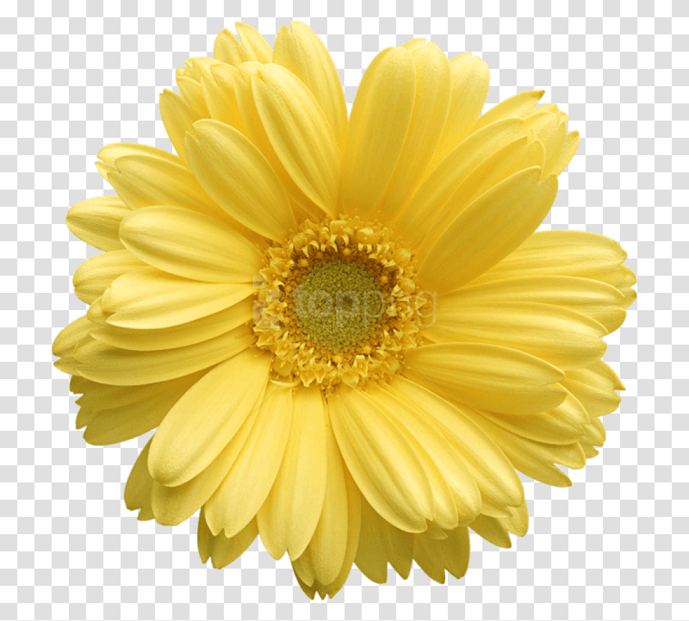 Free Daisy Public Domain Flower Images And Clipart Yellow Daisy Flower, Plant, Blossom, Daisies, Petal Transparent Png