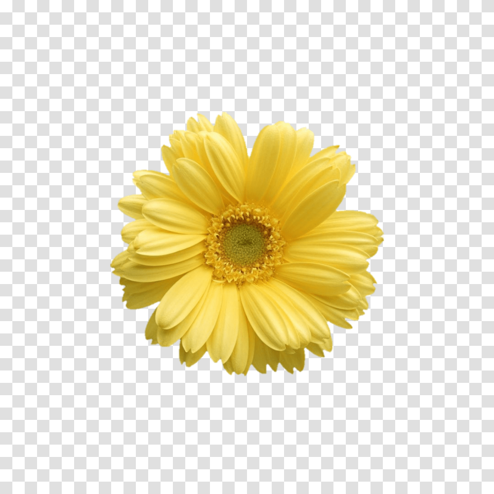 Free Daisy Public Domain Flower Images Yellow Daisy Flower, Plant, Daisies, Blossom, Petal Transparent Png