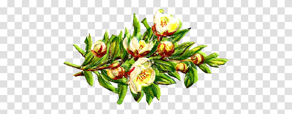 Free Digital Flower Clip Art Animasi Bunga Bougenville Putih, Plant, Floral Design, Pattern Transparent Png