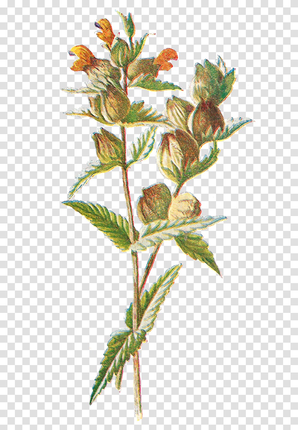 Free Digital Flower Clip Art Yellow Rattle, Plant, Leaf, Acanthaceae, Iris Transparent Png