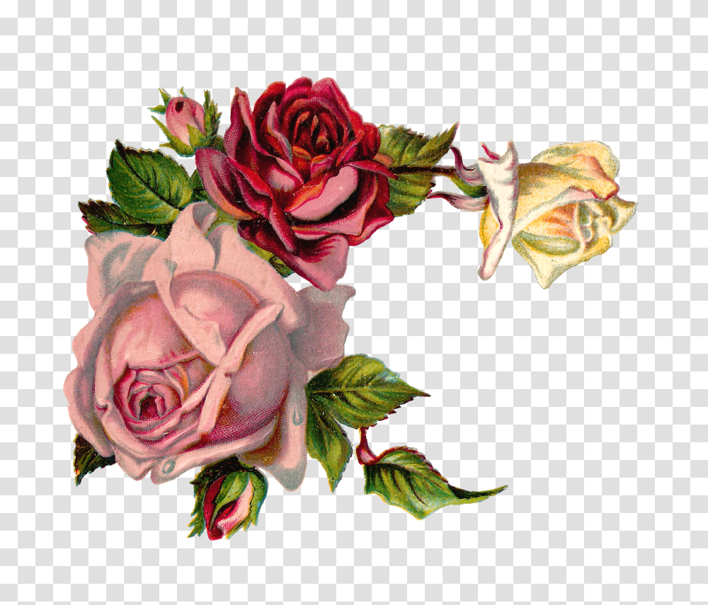 Free Digital Flower Pink Rose Corner Vintage Roses Corner, Pillow, Cushion, Painting, Art Transparent Png