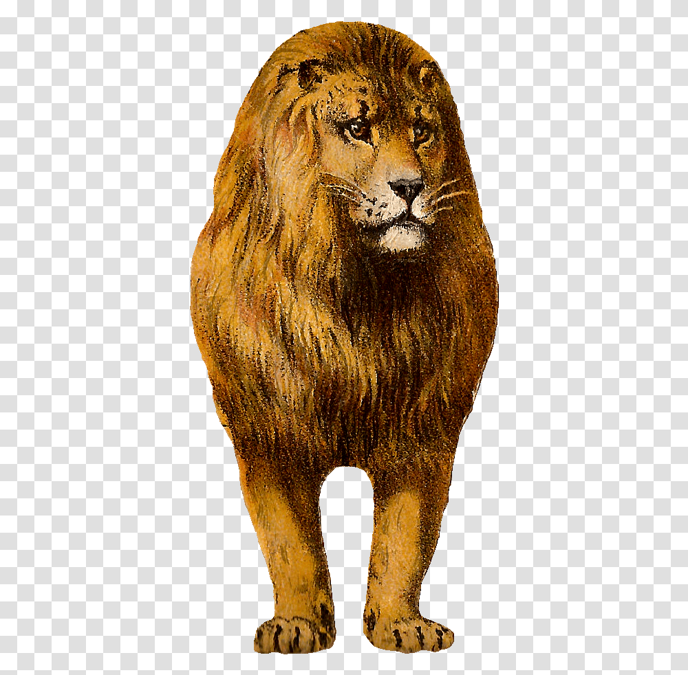 Free Digital Lion Clip Art Animal Graphic Front Lion, Mammal, Elephant, Wildlife Transparent Png