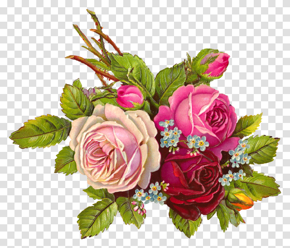 Free Digital Rose Flower Image Big Roses, Plant, Flower Bouquet, Flower Arrangement, Blossom Transparent Png