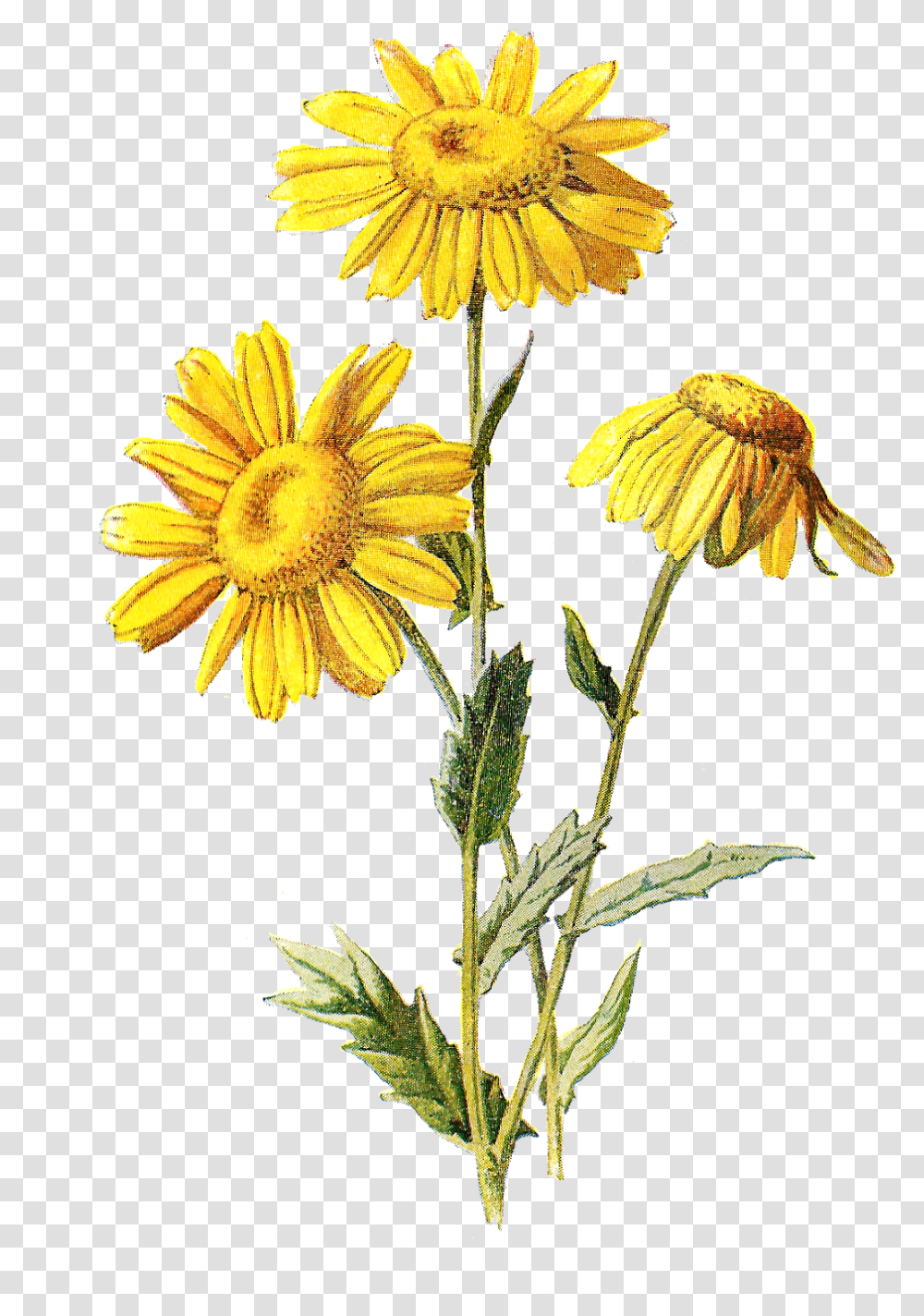 Free Digital Wildflower Downloads Wildflower Drawing Flower, Plant, Blossom, Daisy, Daisies Transparent Png