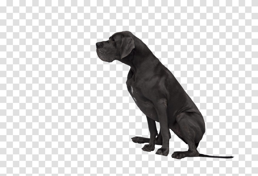 Free Dog Cliparts Download Black Dog Clipart, Labrador Retriever, Pet, Canine, Animal Transparent Png