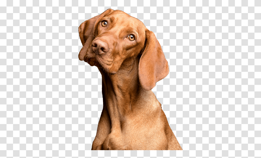 Free Dog Dog Red Brown Animal Background Floppy Eared Dogs, Pet, Canine, Mammal, Hound Transparent Png