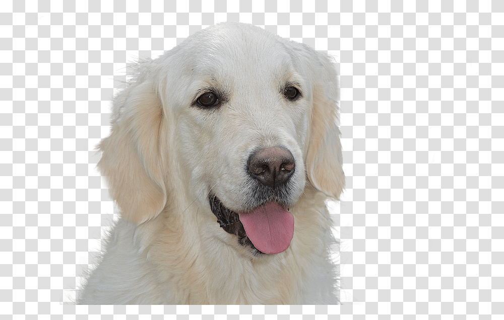 Free Dog Golden Retriever, Pet, Canine, Animal, Mammal Transparent Png