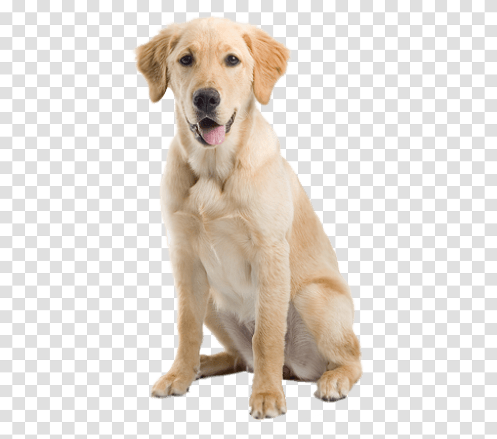 Free Dog Images Yellow Lab Background, Pet, Canine, Animal, Mammal Transparent Png