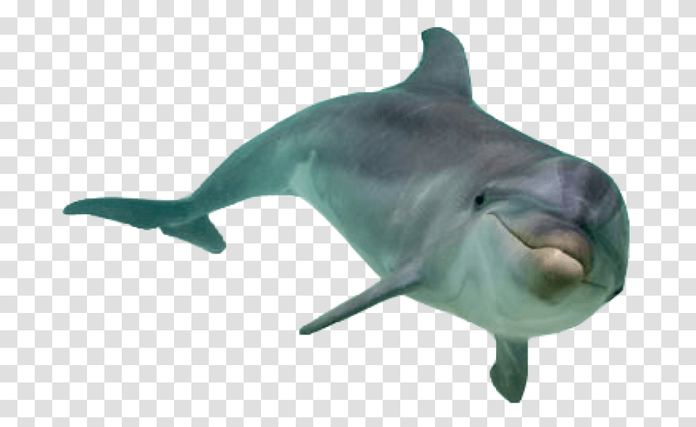 Free Dolphin Images Dolphin, Mammal, Sea Life, Animal Transparent Png