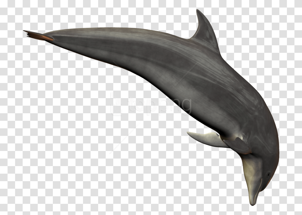 Free Dolphin Images Dolphin, Sea Life, Animal, Mammal, Axe Transparent Png
