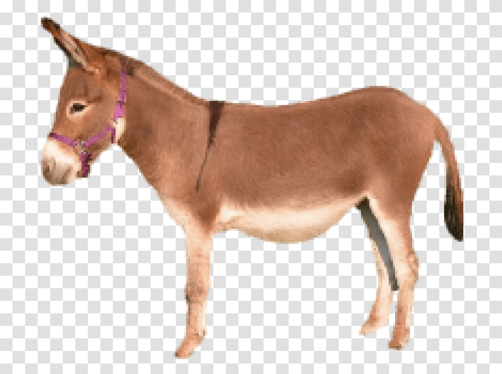 Free Donkey Images Brown Donkey, Mammal, Animal, Dinosaur, Reptile Transparent Png