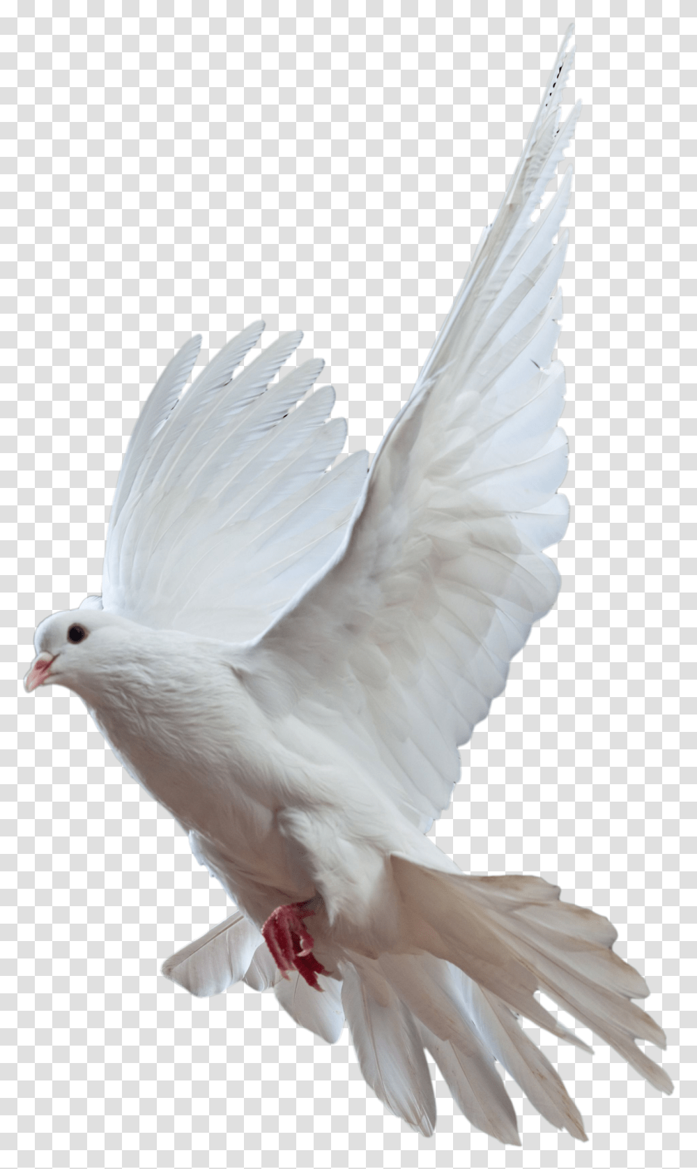 Free Dove Background Pigeon, Bird, Animal Transparent Png