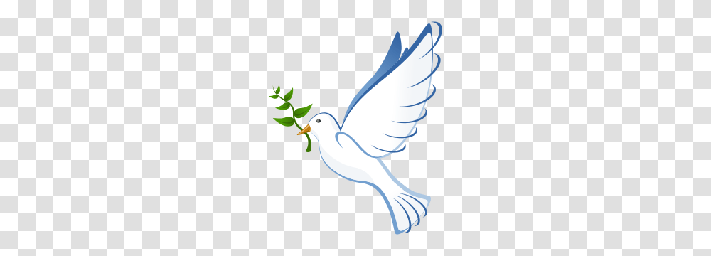 Free Dove Clipart Dove Icons, Pigeon, Bird, Animal Transparent Png