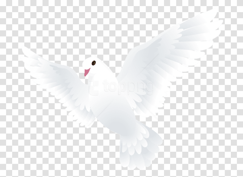 Free Dove Images Background Dove, Pigeon, Bird, Animal Transparent Png