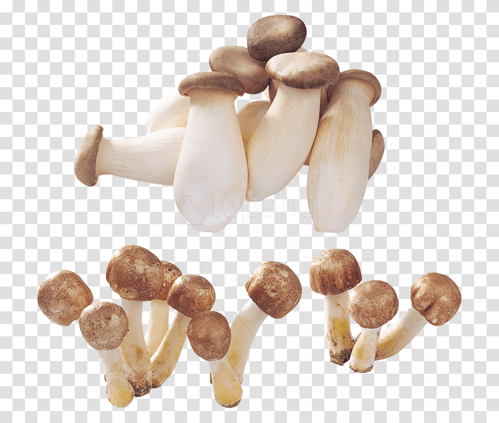 Free Download Alot Of Mushrooms Images Background Mushroom, Plant, Fungus, Agaric, Amanita Transparent Png