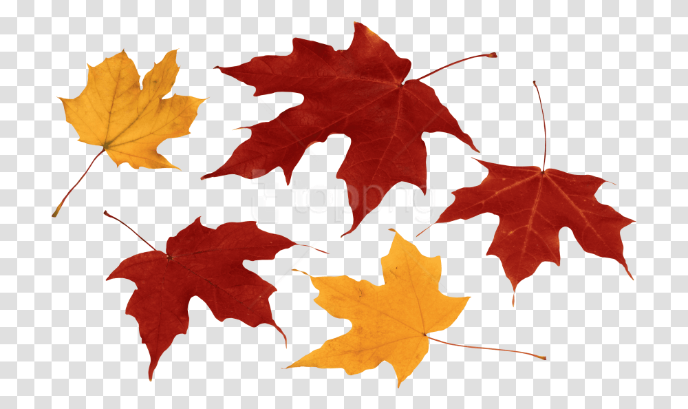 Free Download Autumn Leaf Clipart Photo Fall Autumn Leaves, Plant, Tree, Maple, Maple Leaf Transparent Png