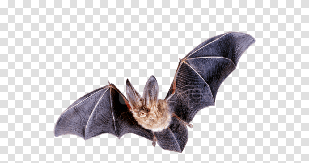 Free Download Bat Flying Images Background, Animal, Mammal, Wildlife, Person Transparent Png
