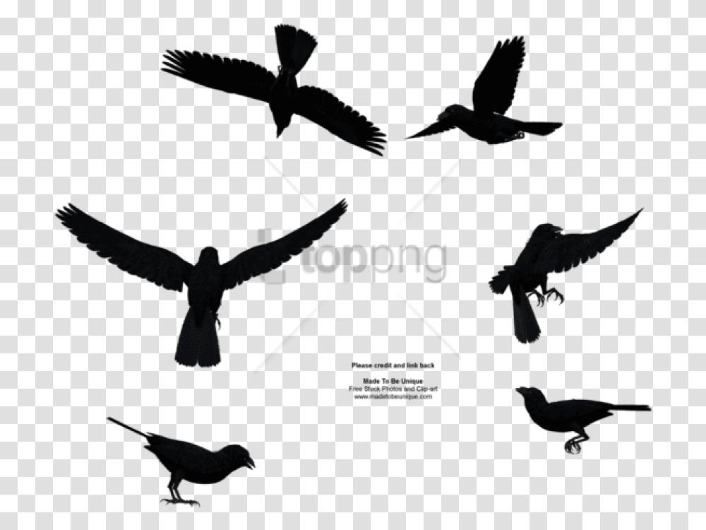Free Download Bird Flying From Above Images Bird Flying From Above, Silhouette, Animal, Blackbird, Agelaius Transparent Png
