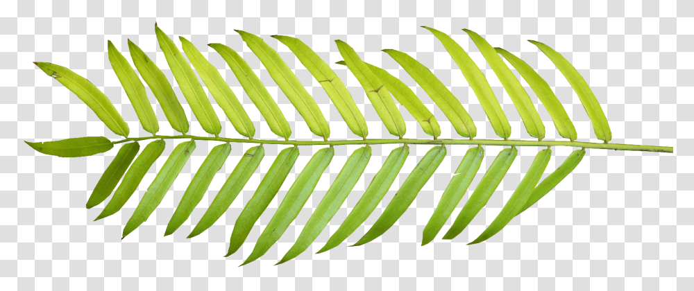 Free Download Clip Art Tropical Leaf Watercolor, Plant, Tree, Fern, Pineapple Transparent Png