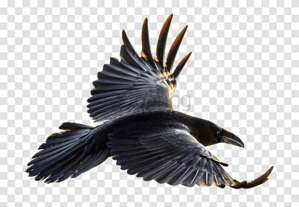 Free Download Crow Flying Images Background Flying Crow, Bird, Animal, Eagle, Vulture Transparent Png