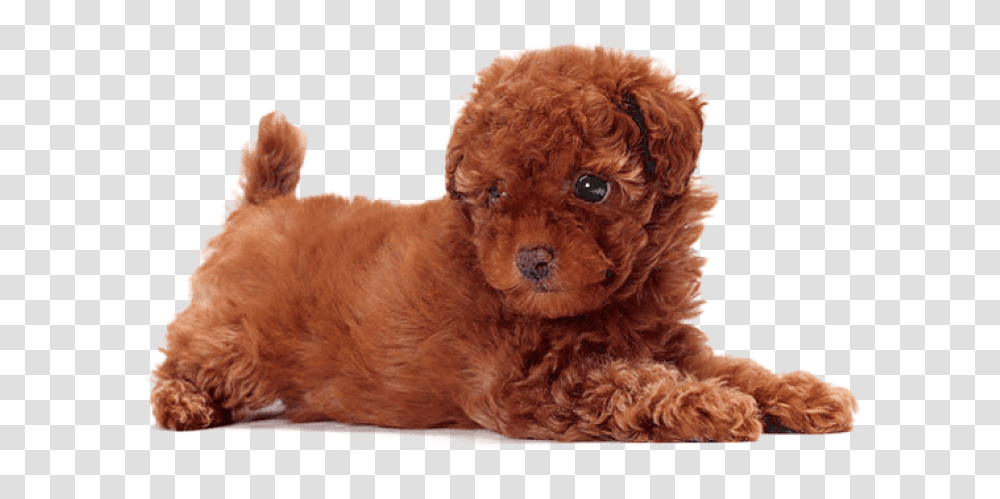 Free Download Cute Dogs That Dont Shed Images Toy Poodle Dog Breeds, Pet, Animal, Canine, Mammal Transparent Png