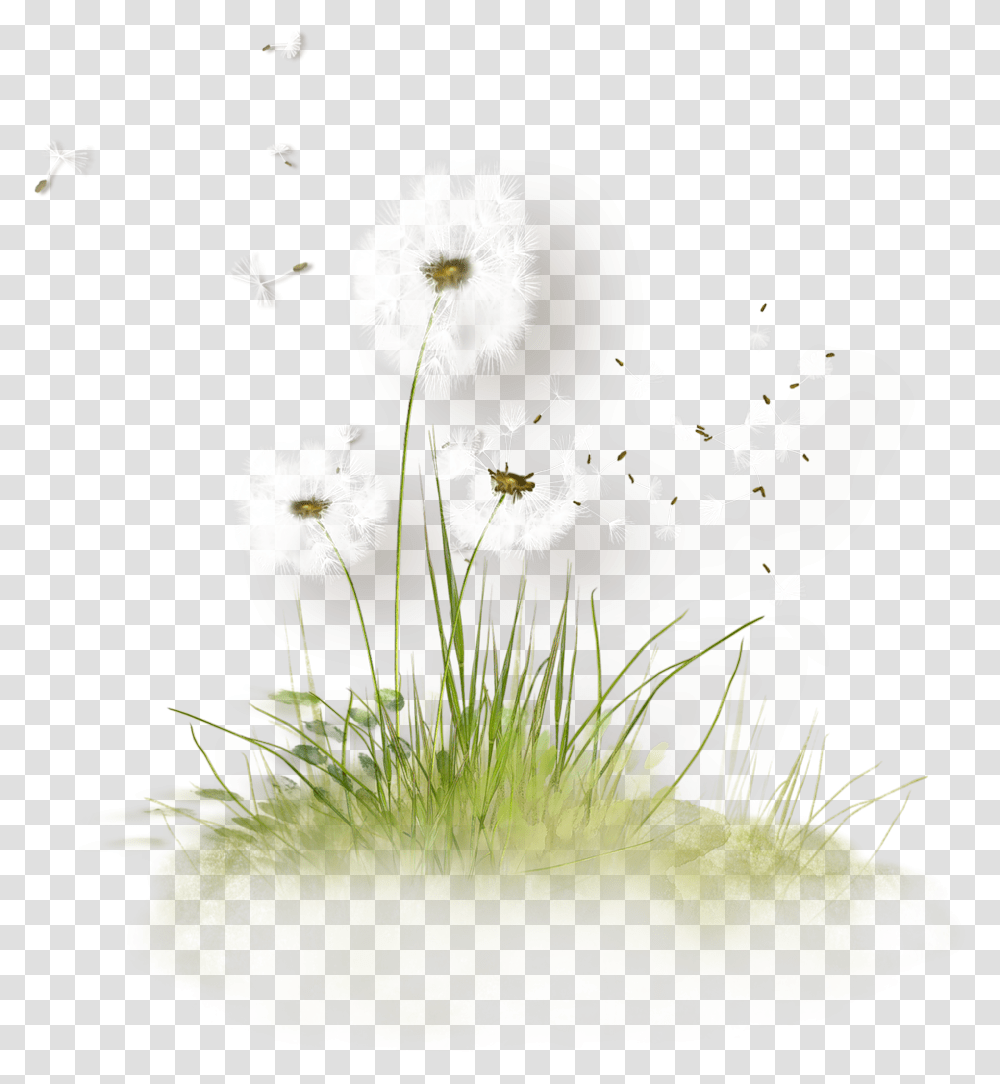 Free Download Dandelion Grass Clipart Dandelion Dandelion Tubes, Plant, Flower, Blossom, Bird Transparent Png