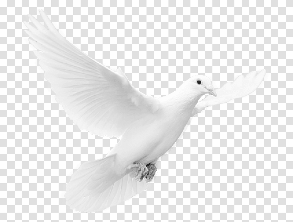 Free Download Dove Images Background Images, Bird, Animal, Pigeon Transparent Png