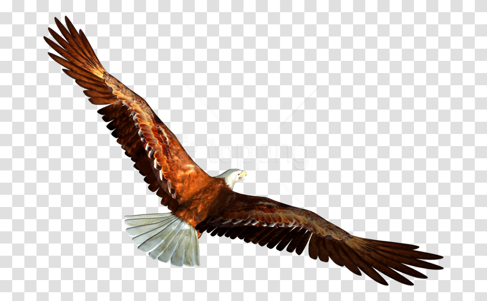 Free Download Eagle Images Background Images Eagle, Bird, Animal, Kite Bird, Vulture Transparent Png
