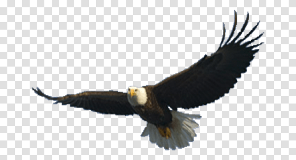 Free Download Eagle Images Background Images Flying Eagle Background, Bird, Animal, Kite Bird, Accipiter Transparent Png