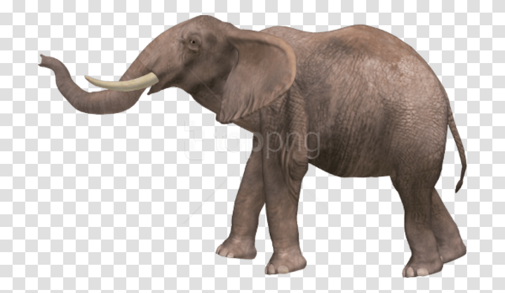 Free Download Elephant Images Background Elephant, Wildlife, Mammal, Animal Transparent Png