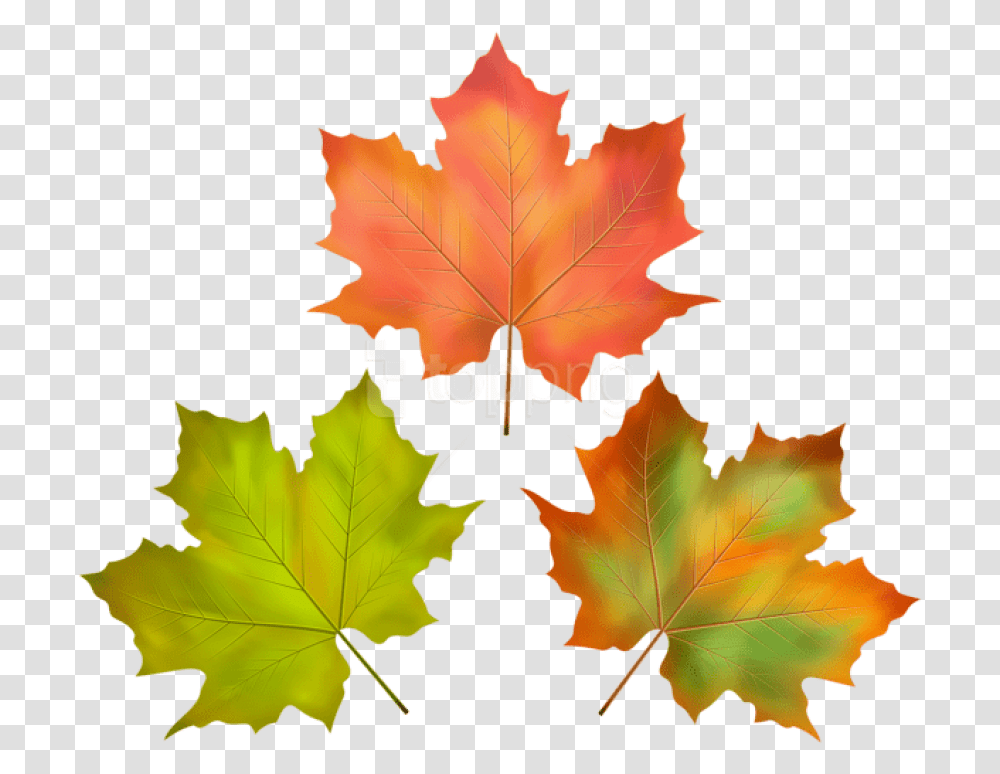 Free Download Fall Leaves Set Clipart Photo Leaf, Plant, Tree, Maple Leaf Transparent Png
