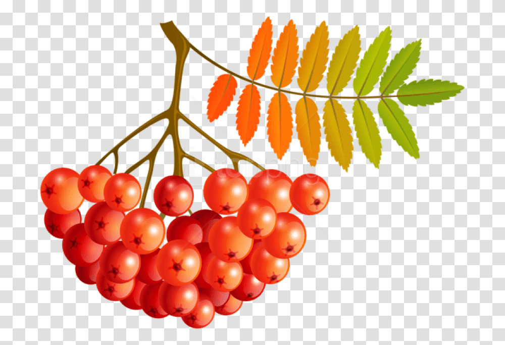 Free Download Fall Mountain Ash Fruits Clipart Mountain Ash Clipart, Plant, Leaf, Chandelier, Lamp Transparent Png