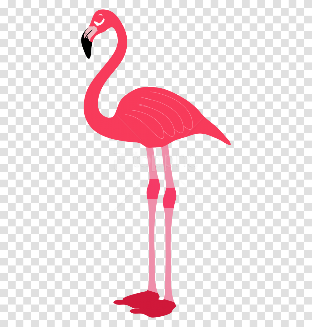 Free Download Flamingo Images Background Background Flamingo, Bird, Animal Transparent Png