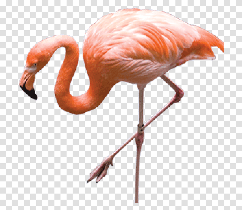 Free Download Flamingo Images Background Real Flamingo, Bird, Animal, Beak Transparent Png
