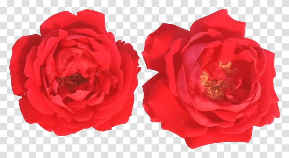 Free Download Floribunda, Rose, Flower, Plant, Blossom Transparent Png