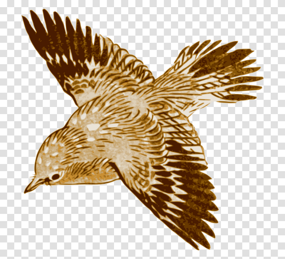 Free Download Flying Brown Birds Images Background Brown Bird Flying Painting, Hawk, Animal, Kite Bird, Buzzard Transparent Png