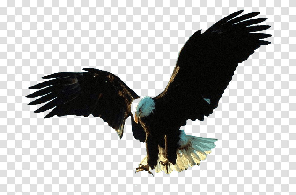 Free Download Gif Animation Eagle Images Bald Big Eagle Bird, Animal, Vulture, Flying, Bald Eagle Transparent Png