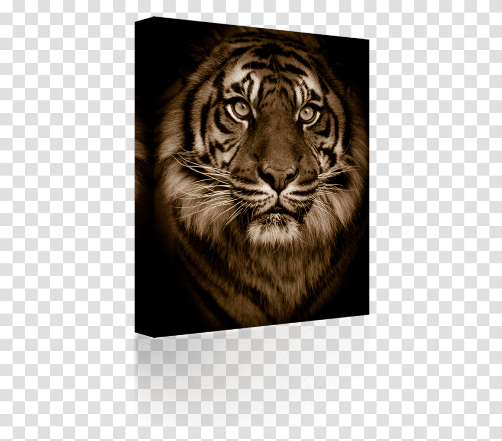Free Download Golden Bengal Tiger Green Eyes Big Tiger Dramatic, Wildlife, Mammal, Animal, Cat Transparent Png