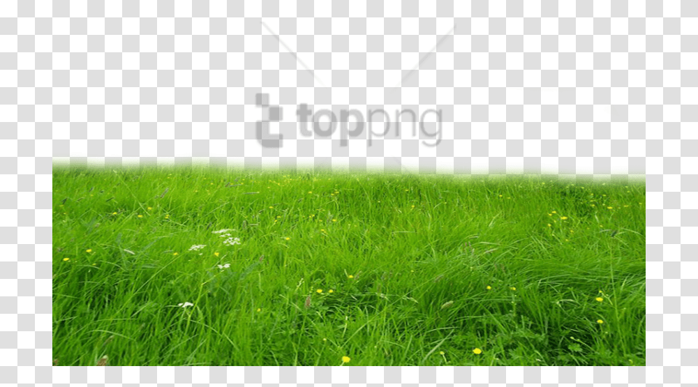 Free Download Grass Hd Images Background Planet Waves Pw Cgtra, Plant, Lawn, Field, Lighting Transparent Png