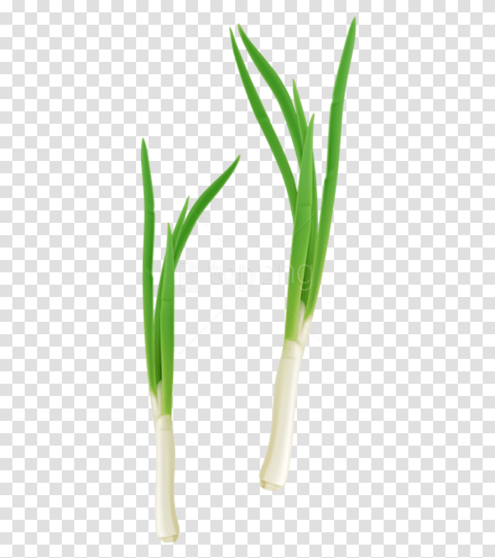Free Download Green Fresh Onion Images Background, Plant, Vegetable, Food, Produce Transparent Png