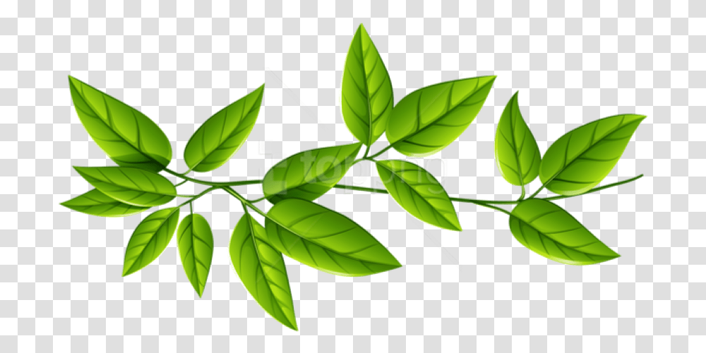 Free Download Leaves Free Download Images Green Leaves Background, Leaf, Plant, Vase, Jar Transparent Png