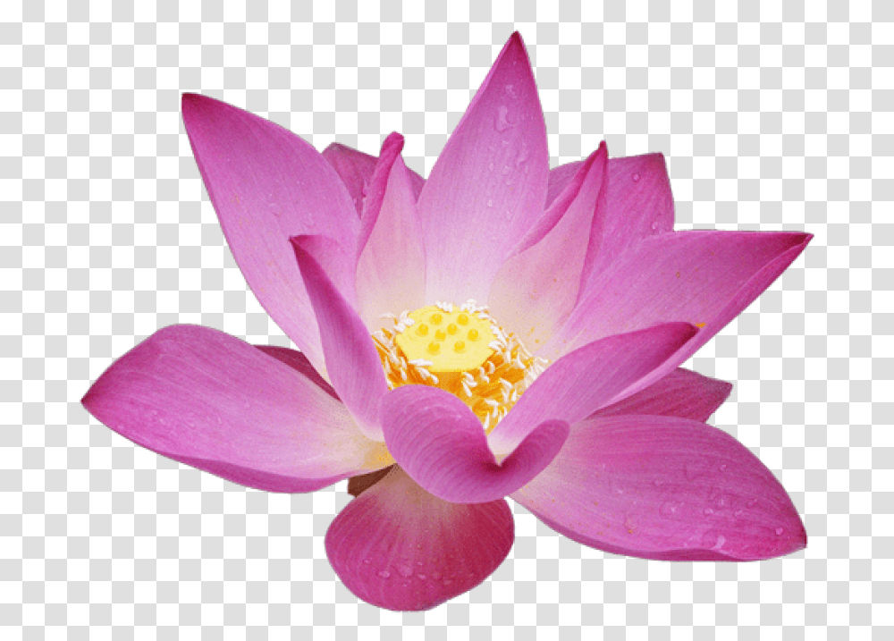 Free Download Lotus Flower Background Lotus Flower, Plant, Blossom, Lily, Pond Lily Transparent Png