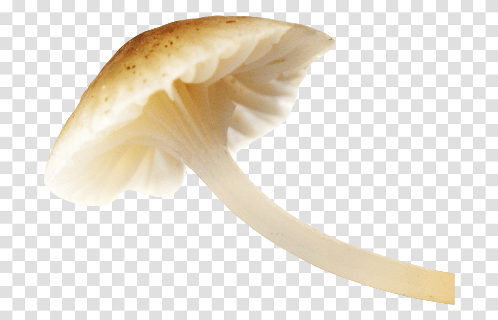 Free Download Mushroom Images Background Mushroom, Plant, Agaric, Fungus, Amanita Transparent Png