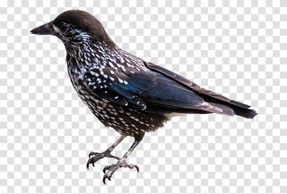 Free Download Of Birds Picture Starling, Animal, Beak, Jay, Blackbird Transparent Png