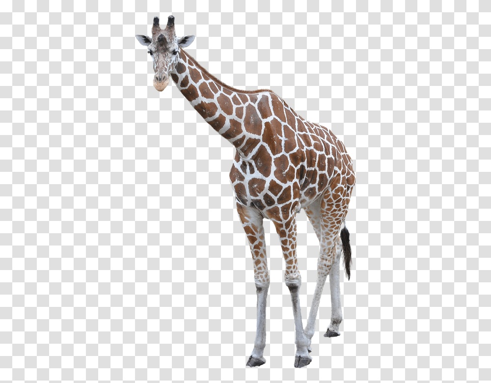Free Download Of Giraffe Icon Giraffe Background, Wildlife, Mammal, Animal Transparent Png